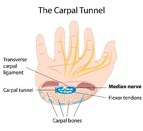 Carpal Tunnel anatomy
